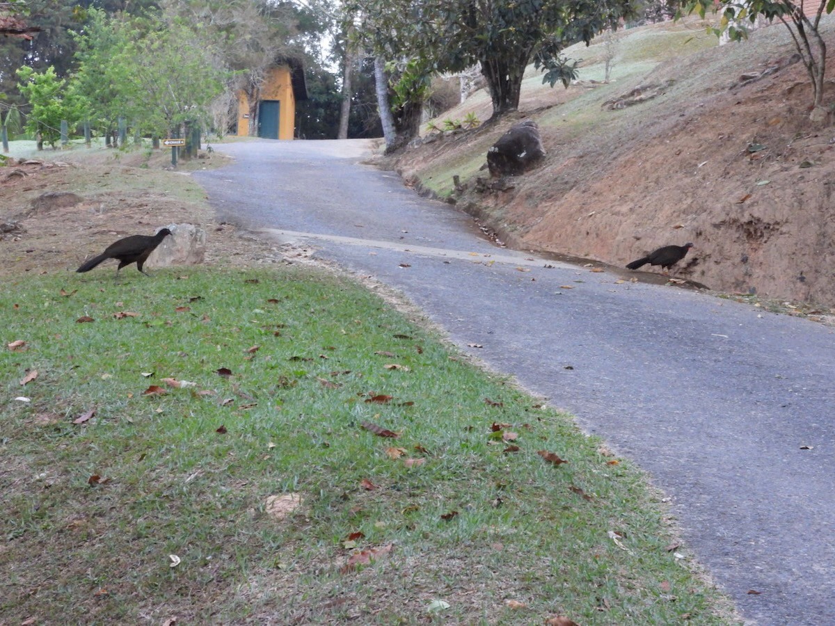 Pénélope yacouhou - ML644314027