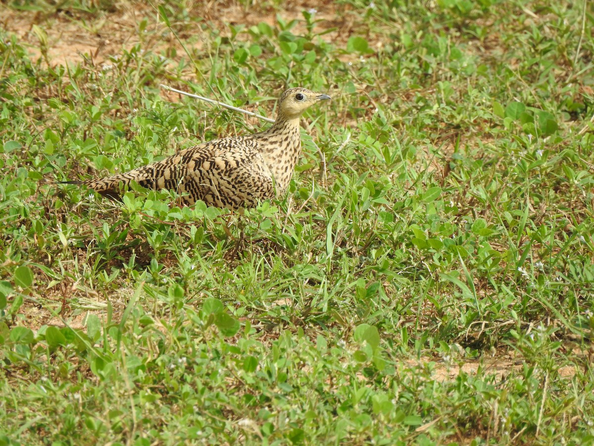 Ganga azpiarrea - ML644314034