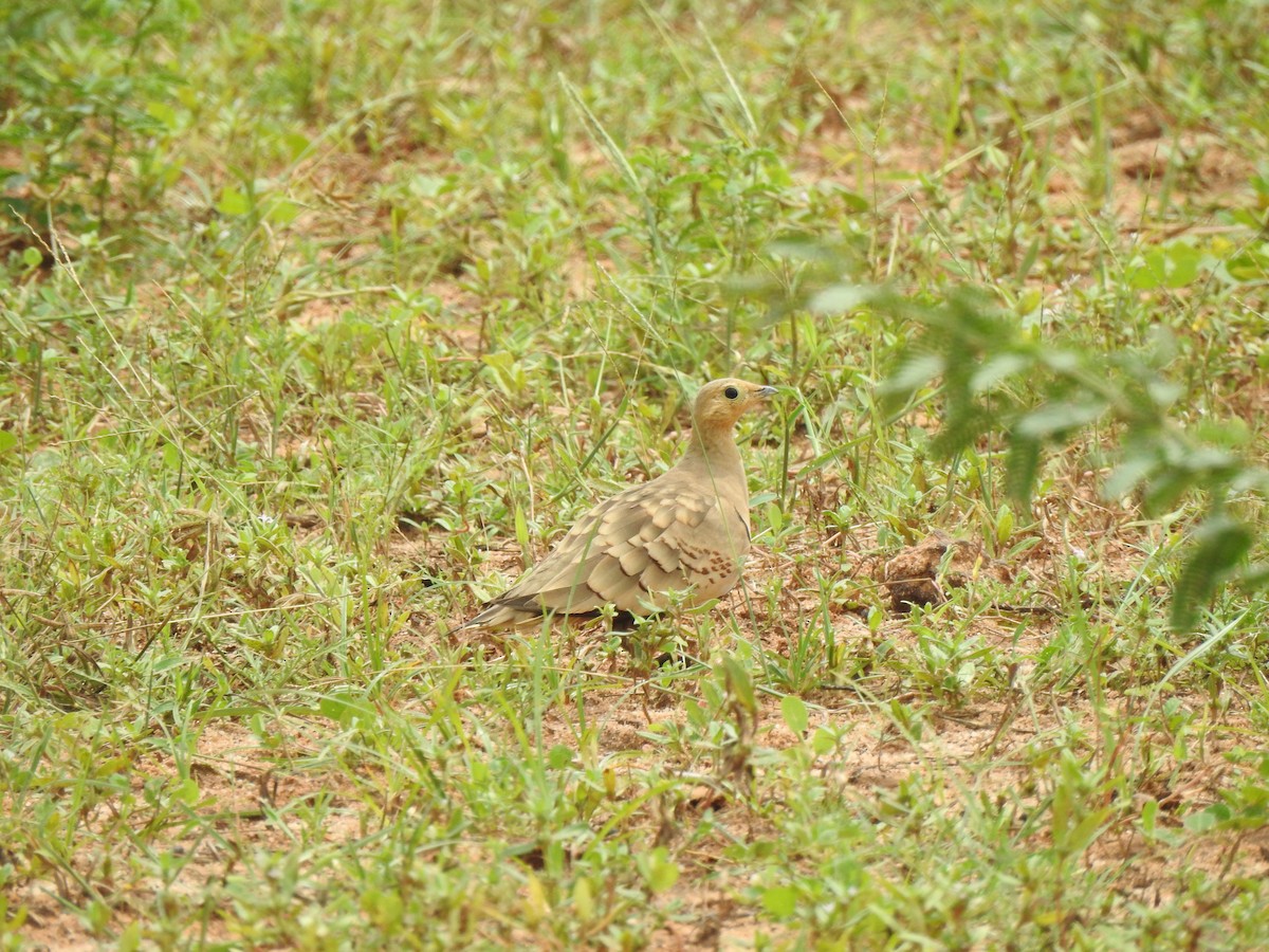 Ganga azpiarrea - ML644314035