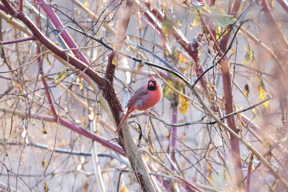 kardinál červený - ML644314037