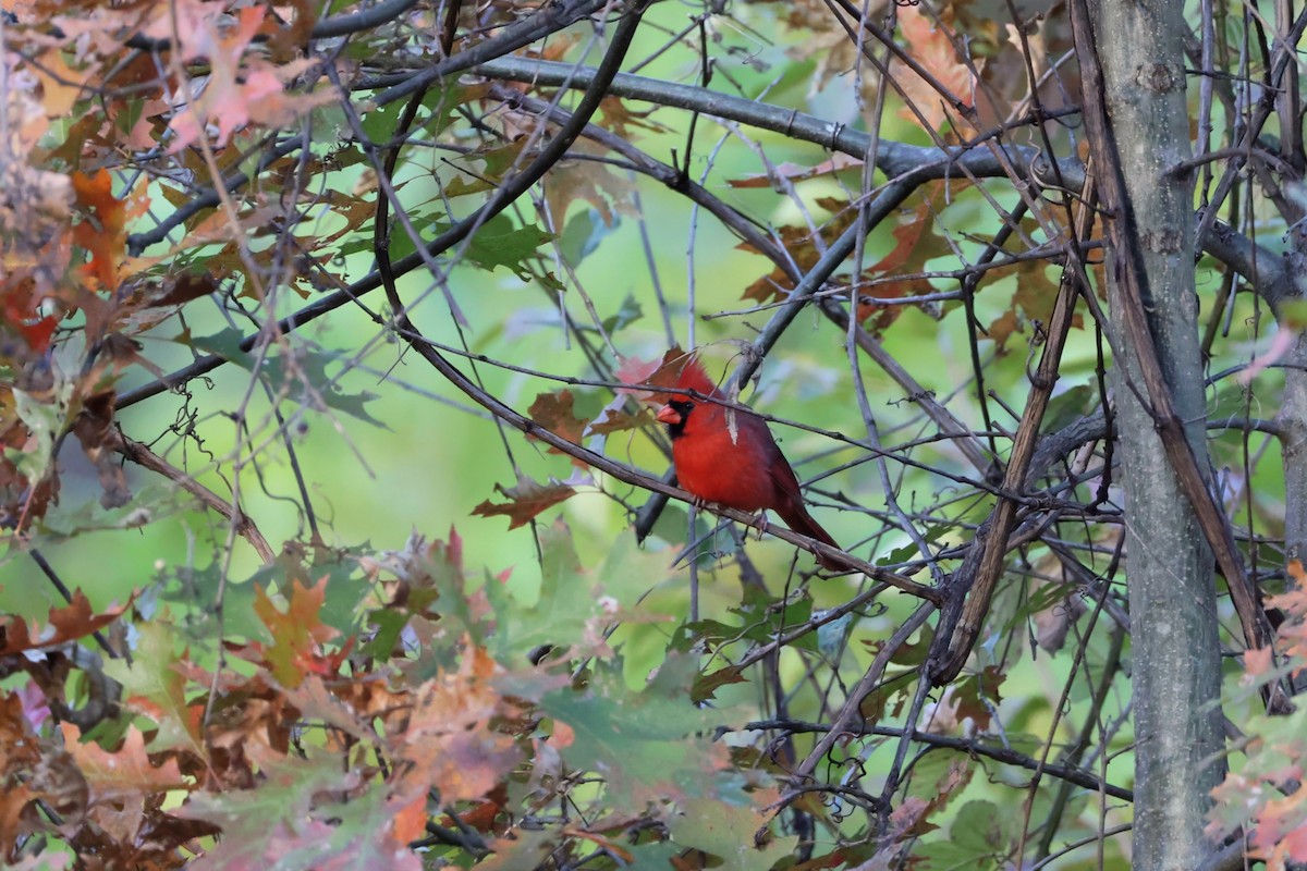 kardinál červený - ML644314040