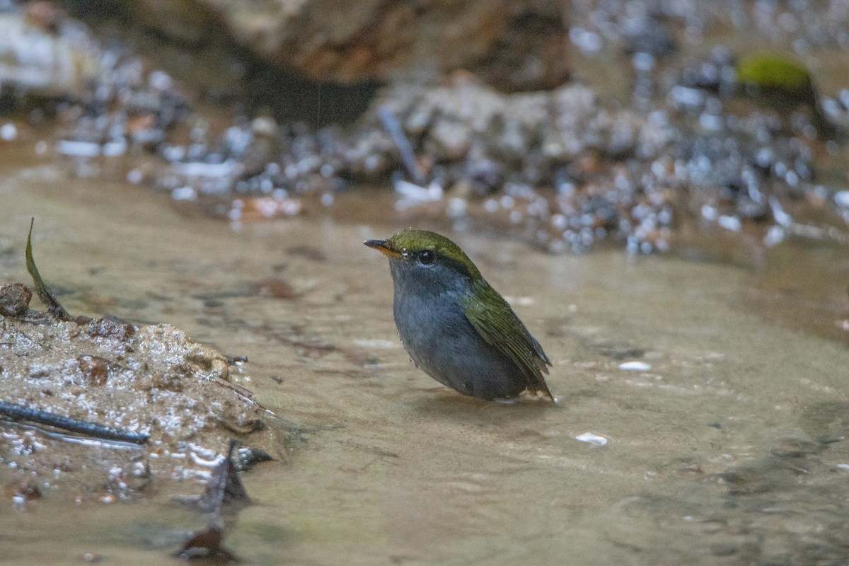 Gray-bellied Tesia - ML644314070