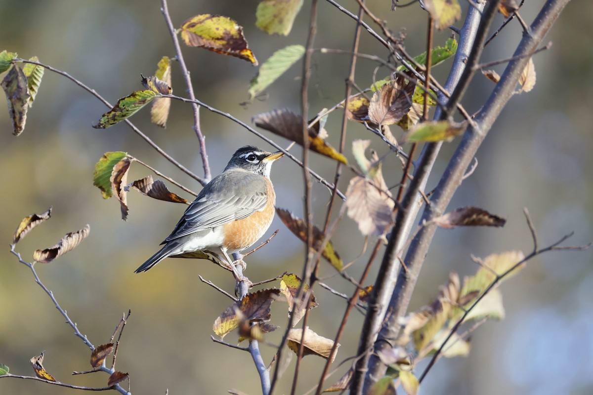 drozd stěhovavý - ML644314073