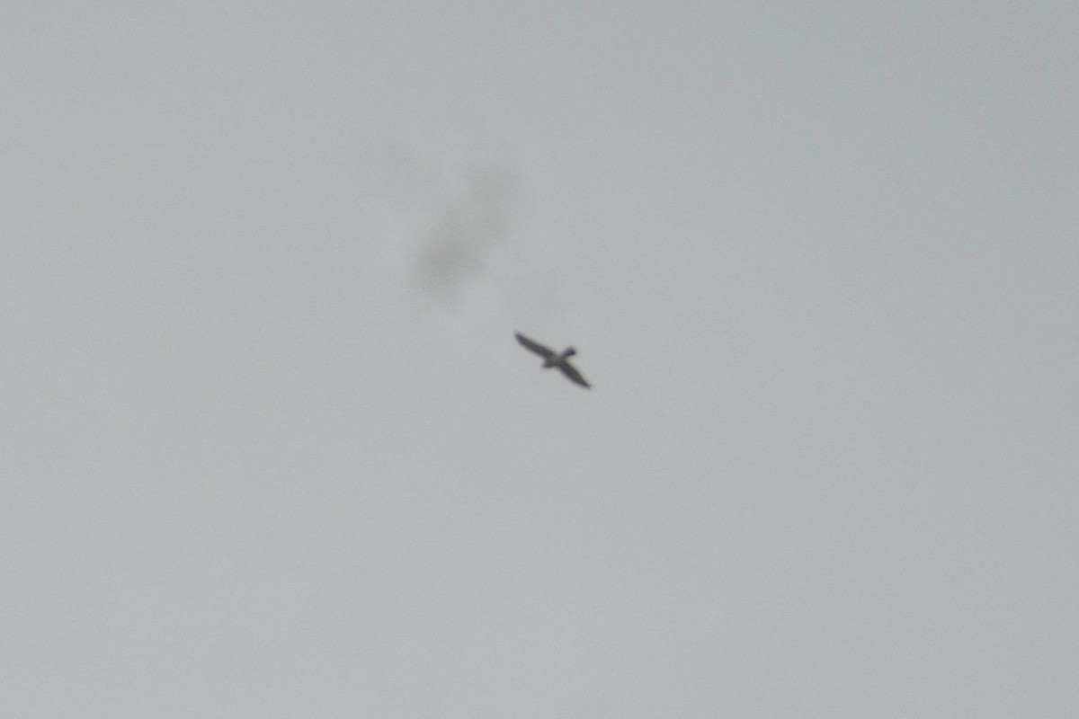 Accipitrine hawk sp. (former Accipiter sp.) - ML644314074