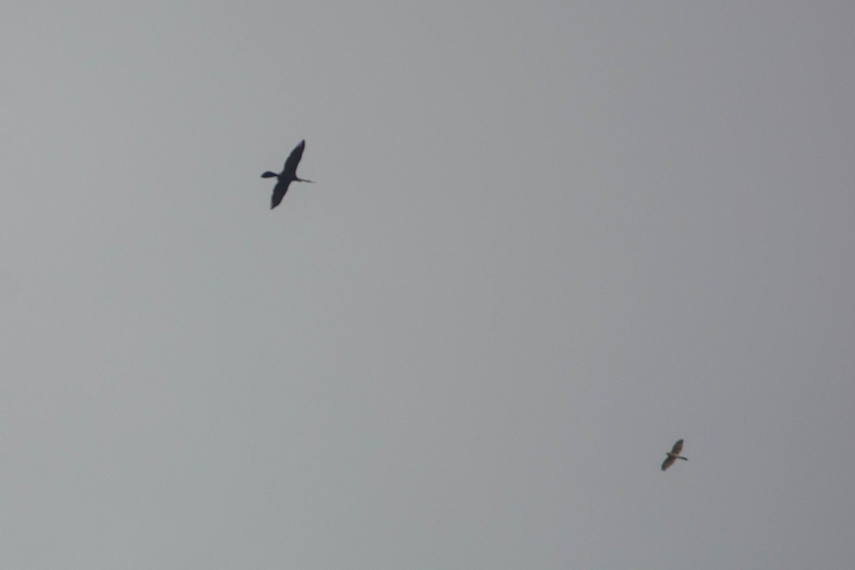 Accipitrine hawk sp. (former Accipiter sp.) - ML644314075