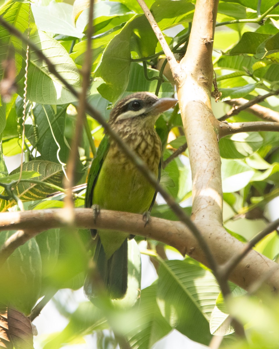 White-cheeked Barbet - ML644314085