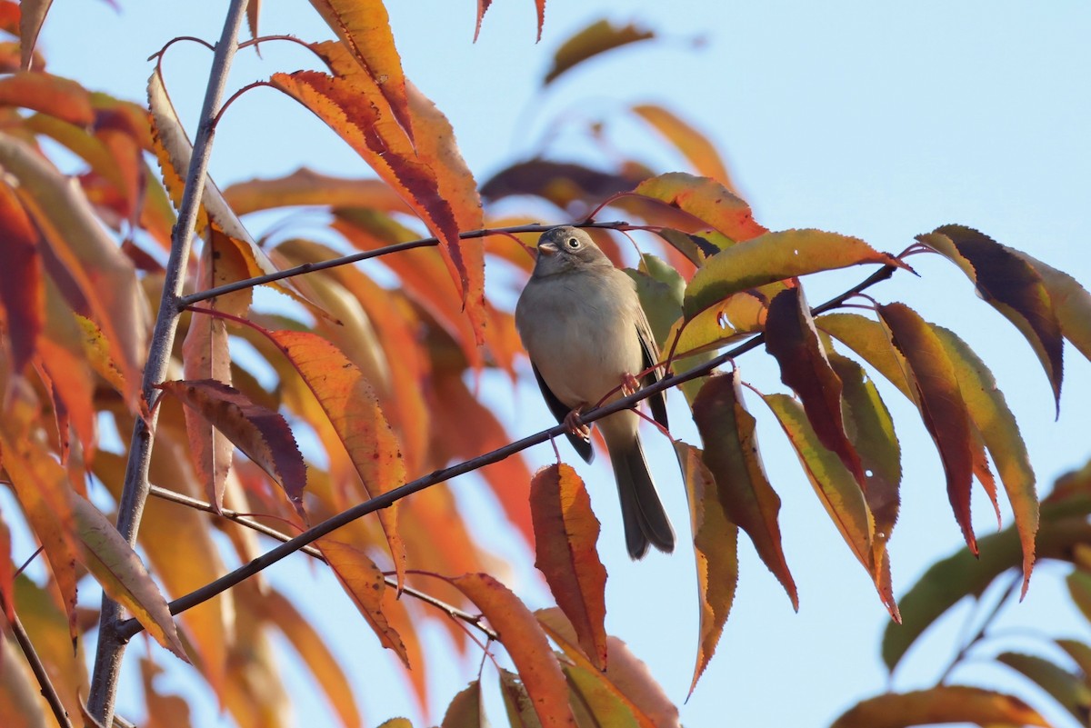 Field Sparrow - ML644314091