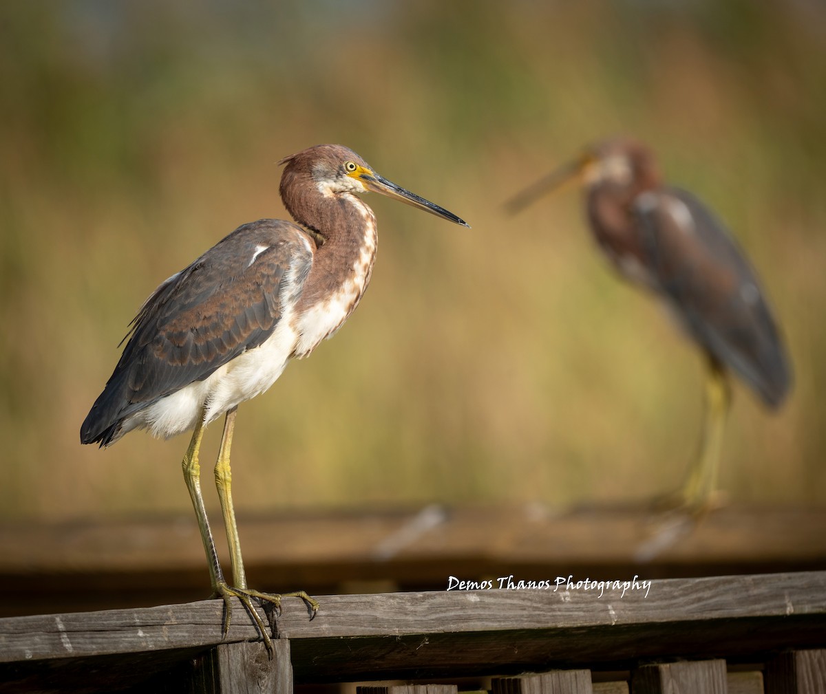 Tricolored Heron - ML644314092