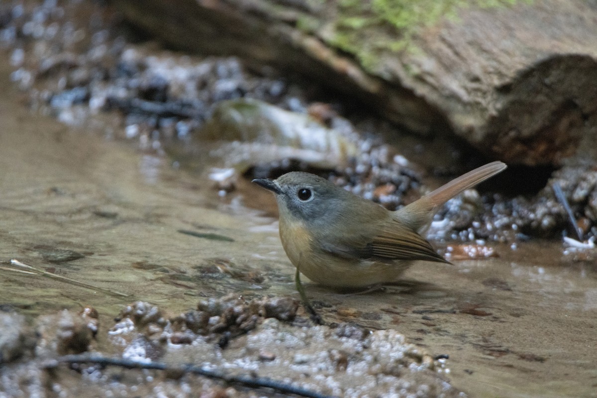 Pale-chinned Flycatcher - ML644314094
