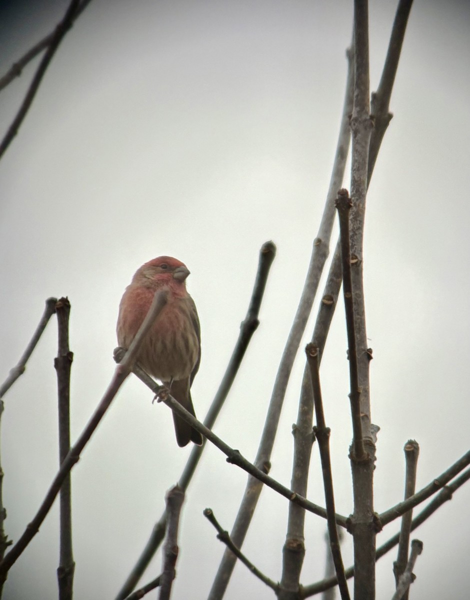 Hausgimpel - ML644314097