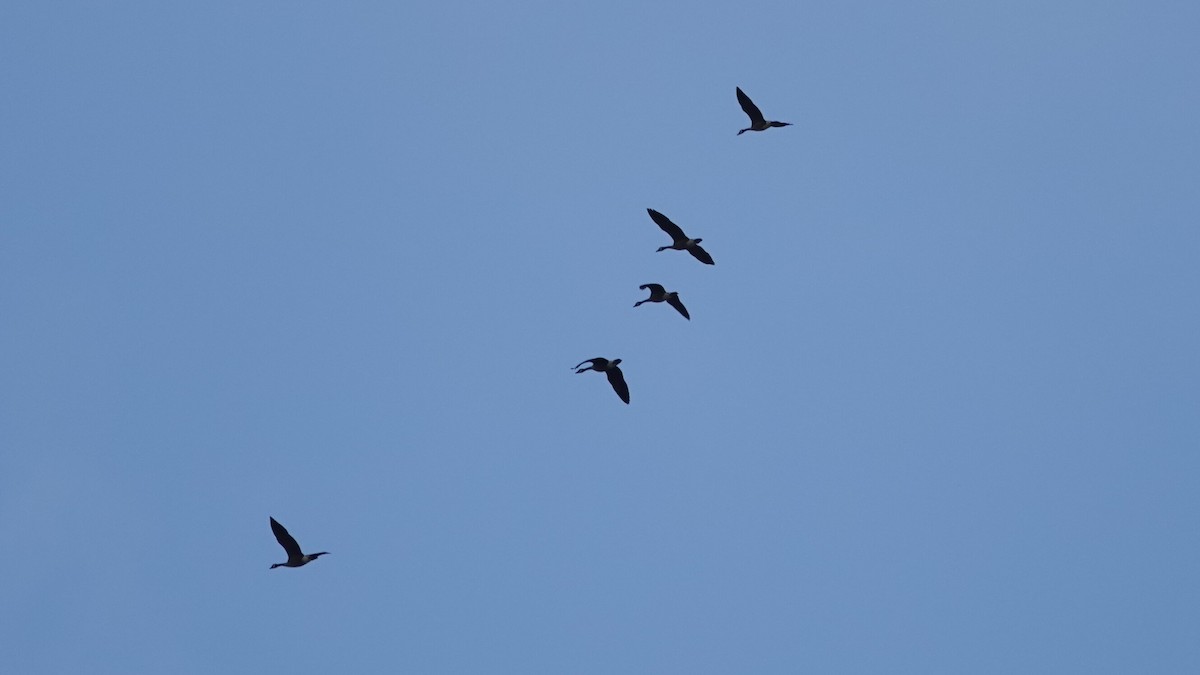 Canada Goose - ML644314099