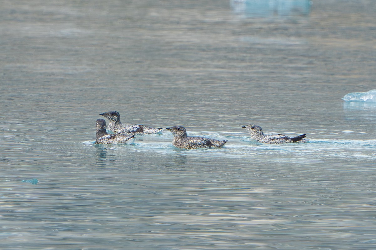 Пижик короткодзьобий - ML644314107