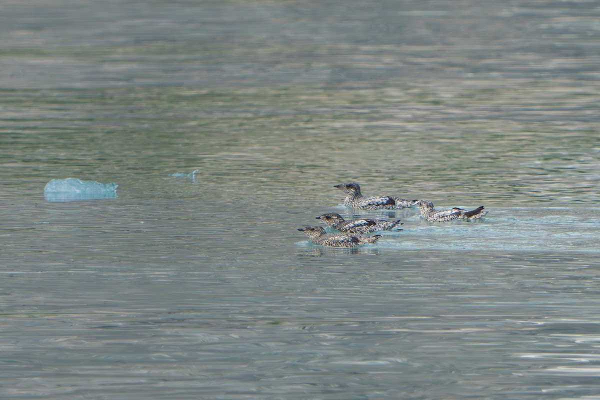 Пижик короткодзьобий - ML644314108