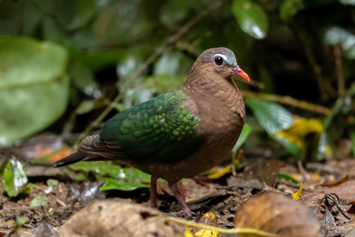 Asian Emerald Dove - ML644314109