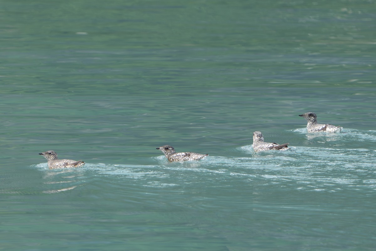 Пижик короткодзьобий - ML644314111