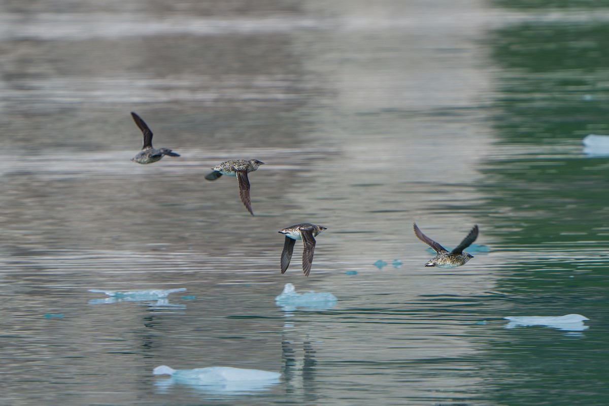 Пижик короткодзьобий - ML644314112