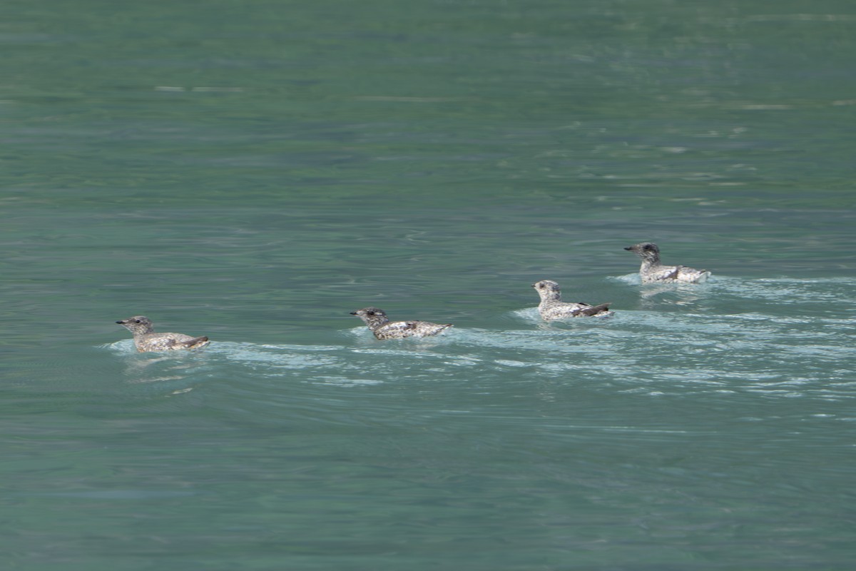 Пижик короткодзьобий - ML644314113