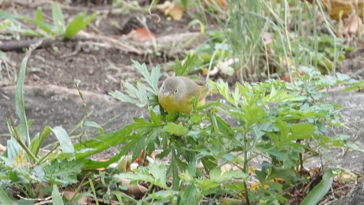 ズアカアメリカムシクイ - ML644314115