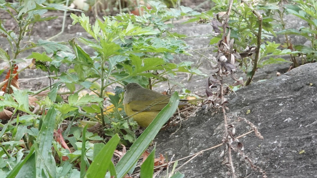 ズアカアメリカムシクイ - ML644314116