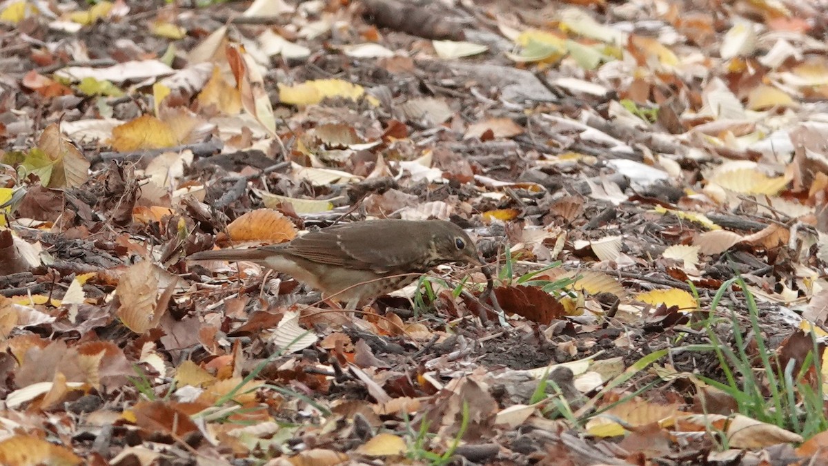 Hermit Thrush - ML644314117