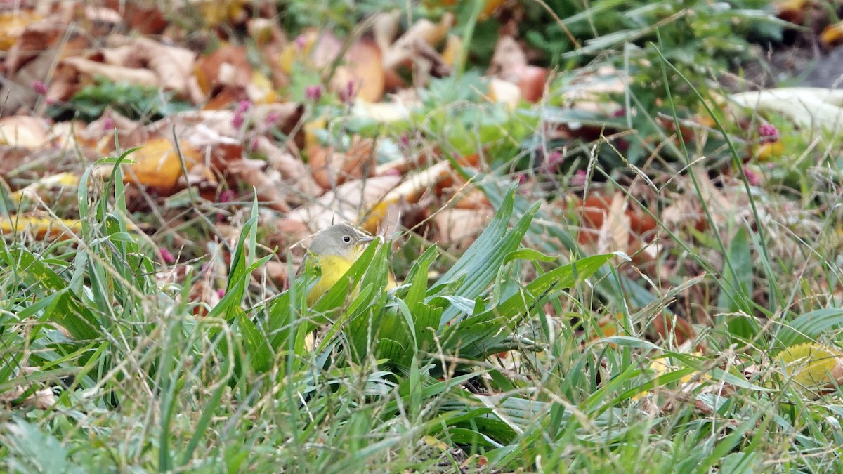 ズアカアメリカムシクイ - ML644314119