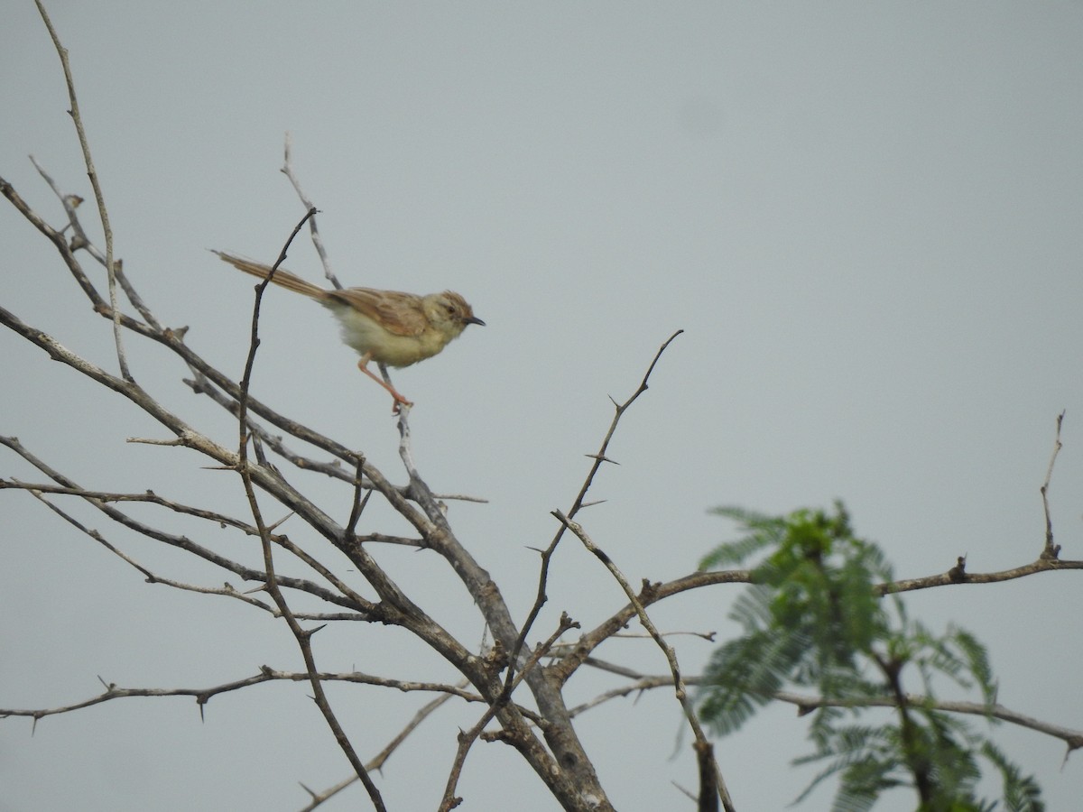 Delicate Prinia - ML644314120