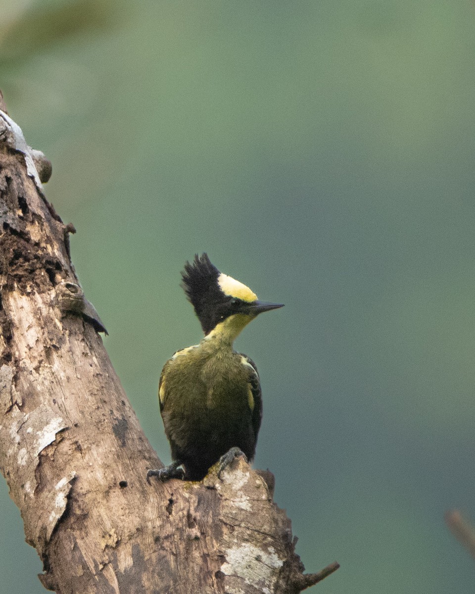 Pic canente - ML644314121