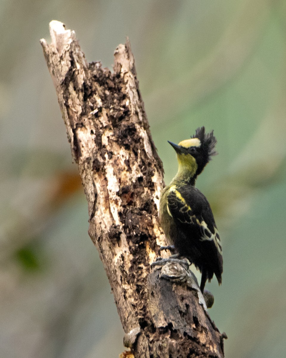 Pic canente - ML644314122