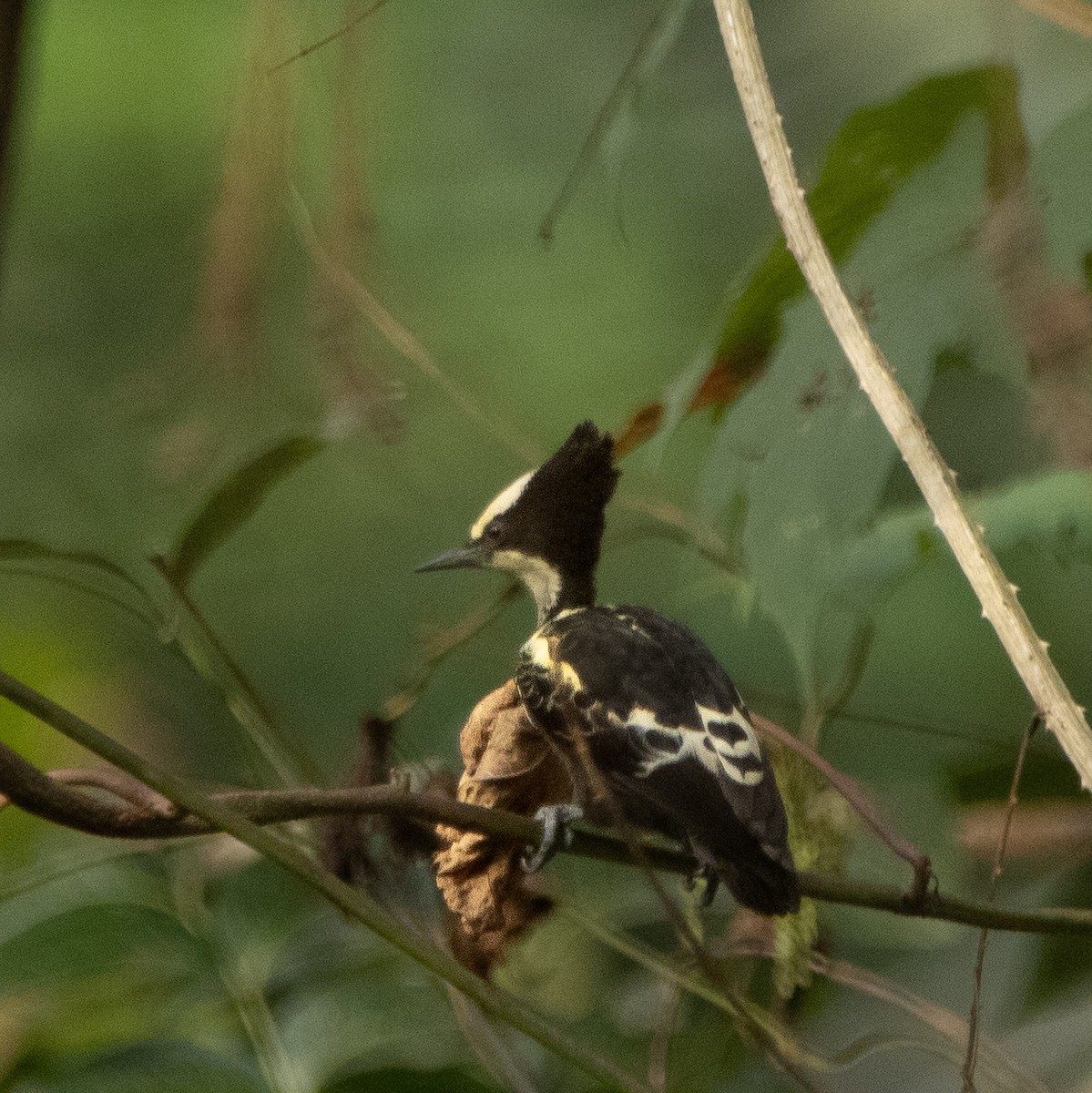 Pic canente - ML644314123