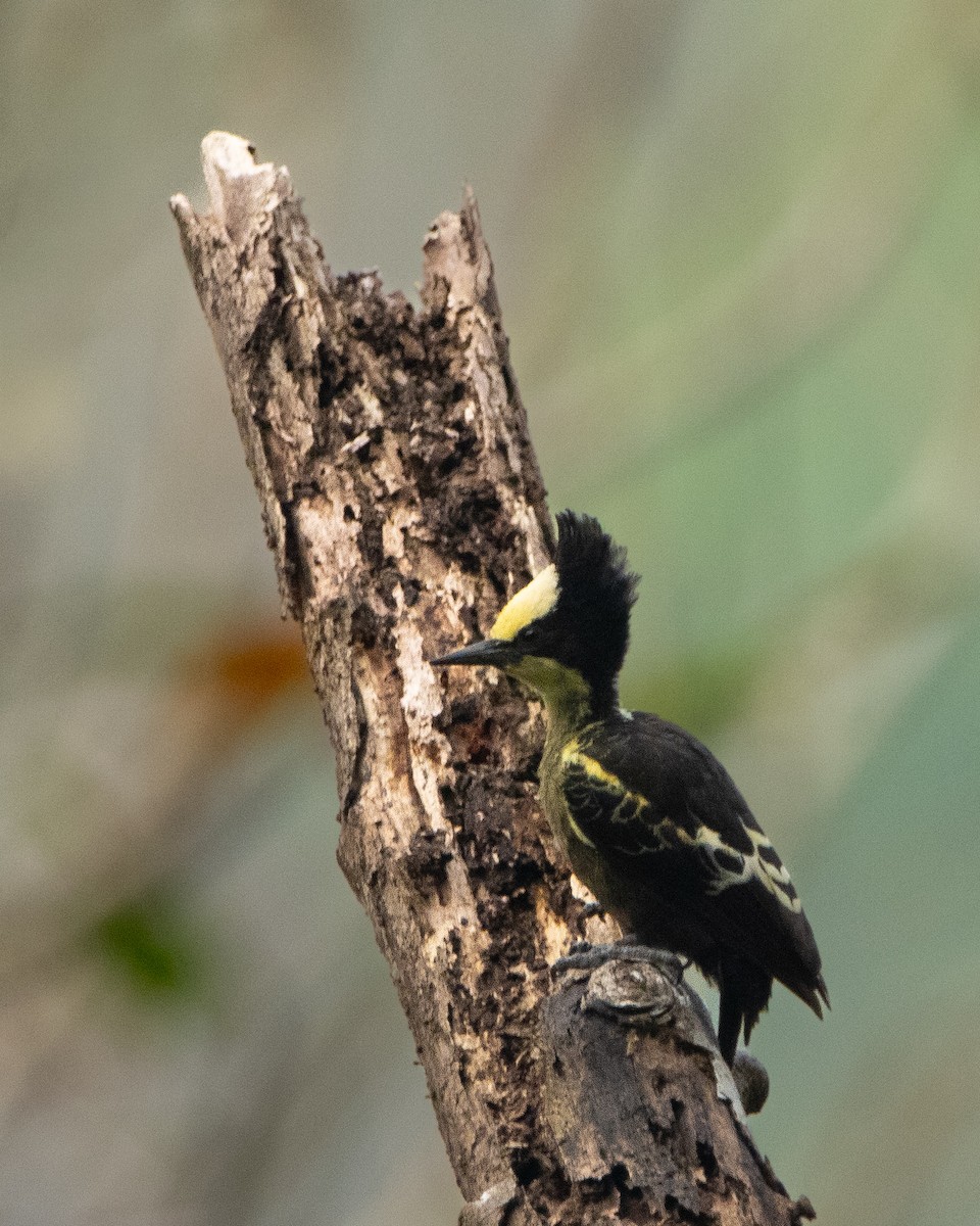 Pic canente - ML644314124