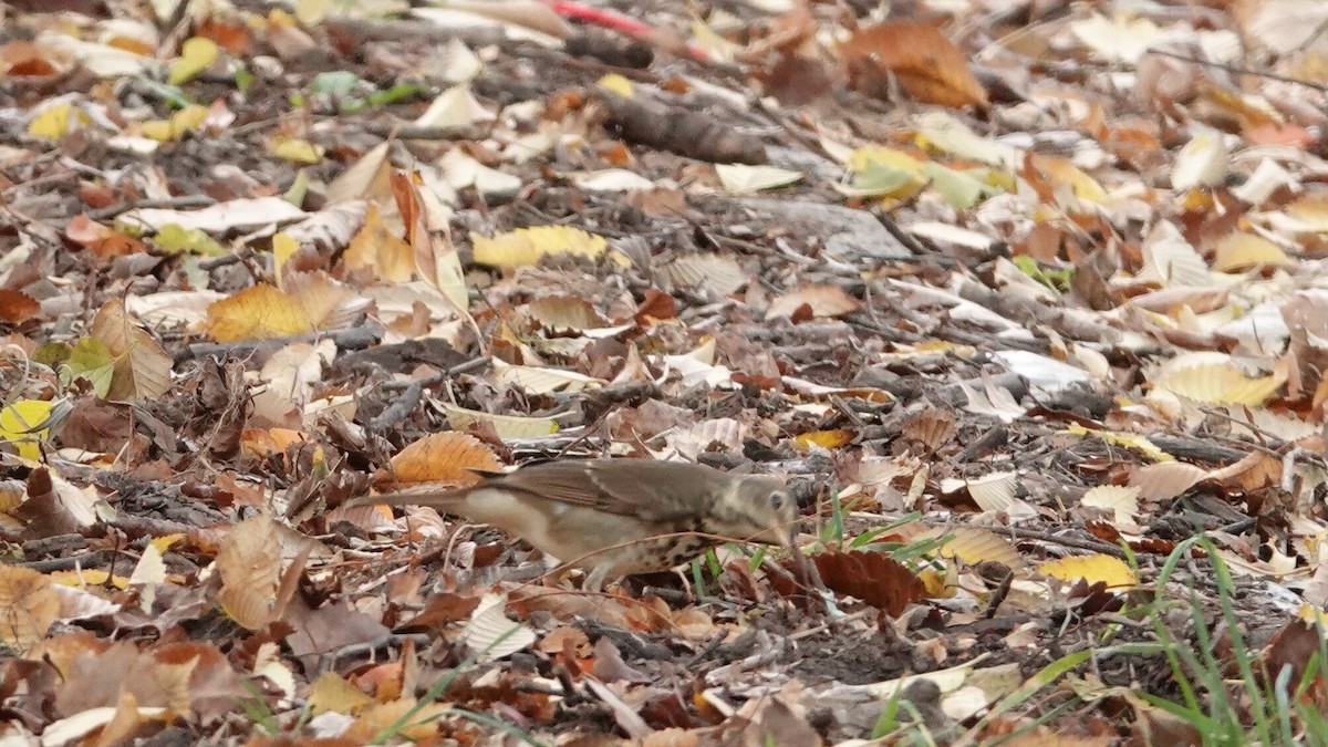 Hermit Thrush - ML644314126