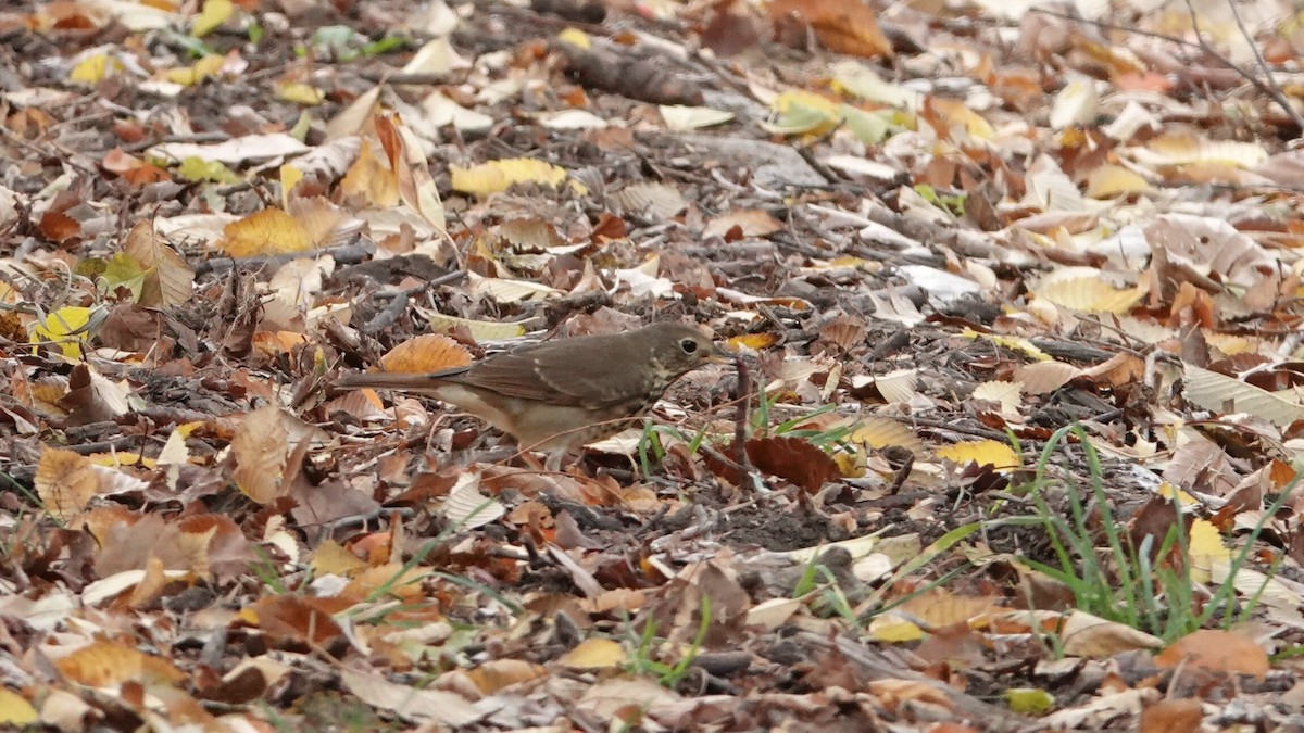 Hermit Thrush - ML644314127
