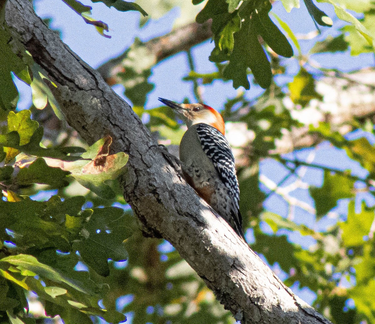 Red-bellied Woodpecker - ML644314129