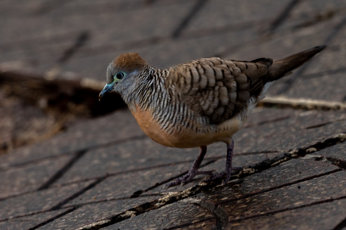 Zebra Dove - ML644314133
