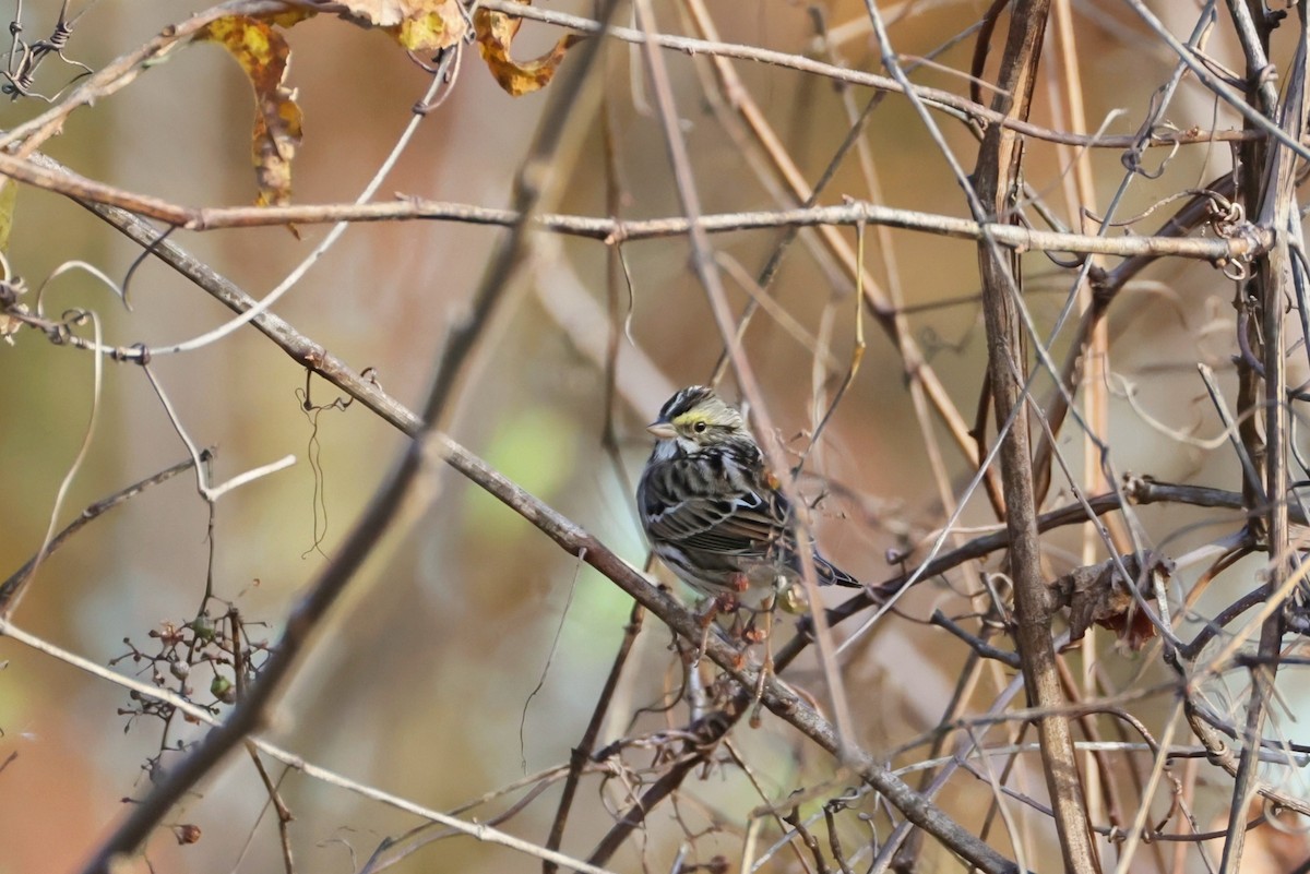 strnadec luční - ML644314134