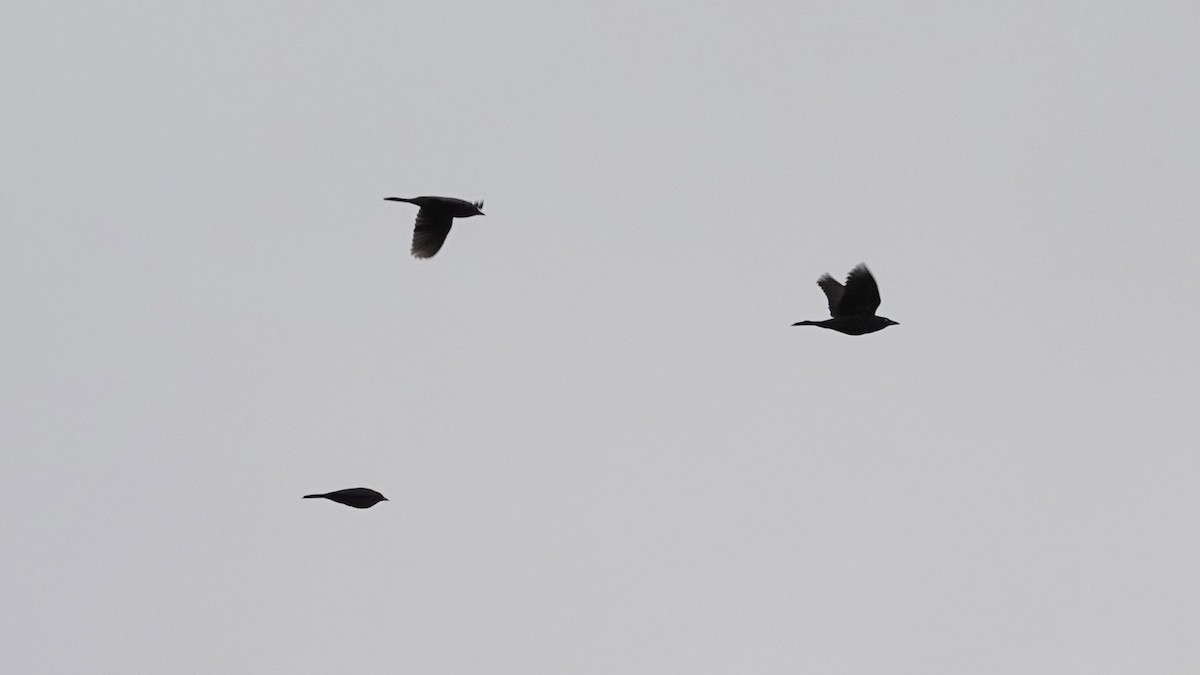 Common Grackle - ML644314143