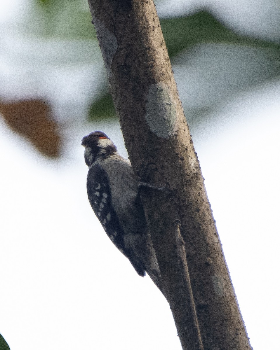 チャガシラコゲラ - ML644314144