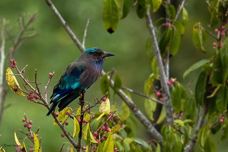 Сиворакша індокитайська - ML644314147