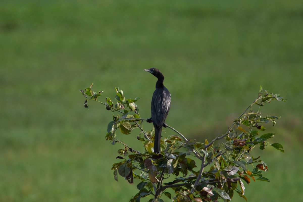 Little Cormorant - ML644314154
