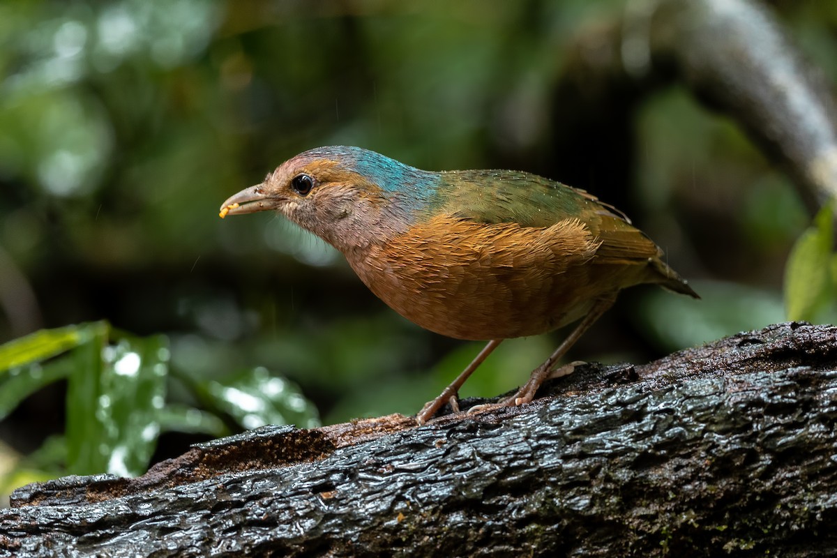 Blue-rumped Pitta - ML644314160