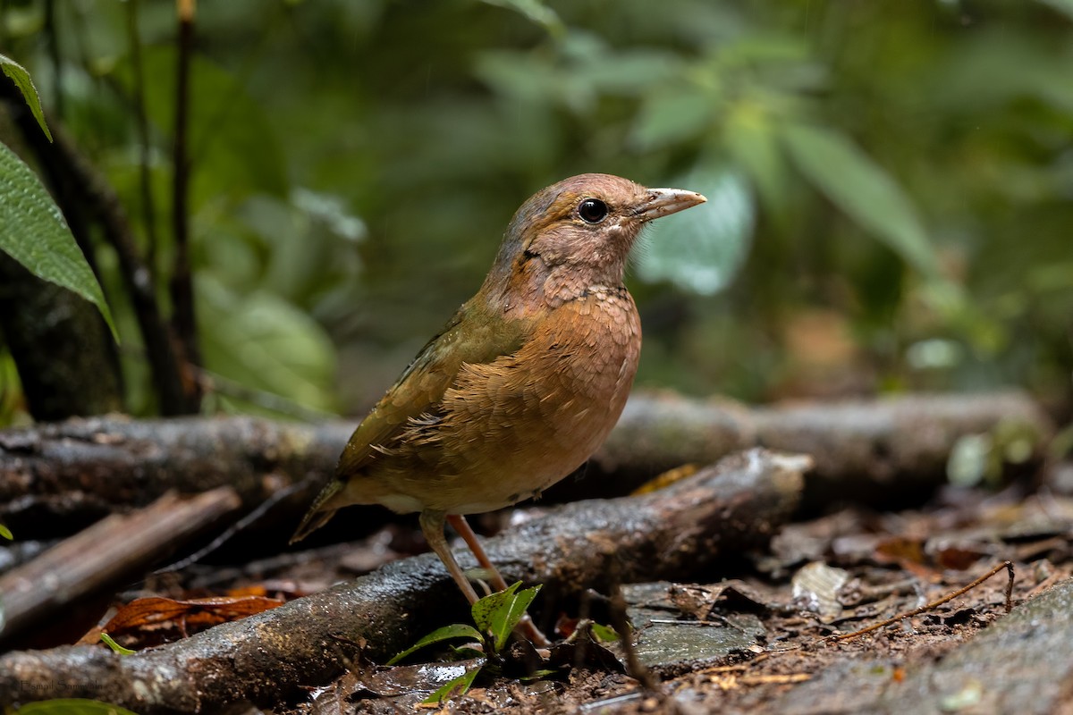 Blue-rumped Pitta - ML644314161