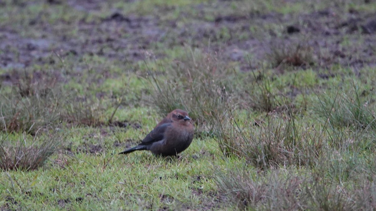Rusty Blackbird - ML644314164