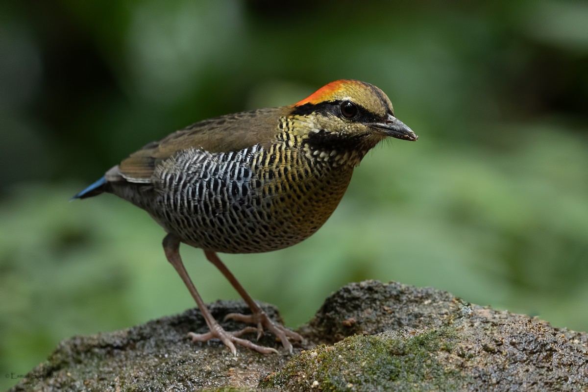 Blue Pitta - ML644314177