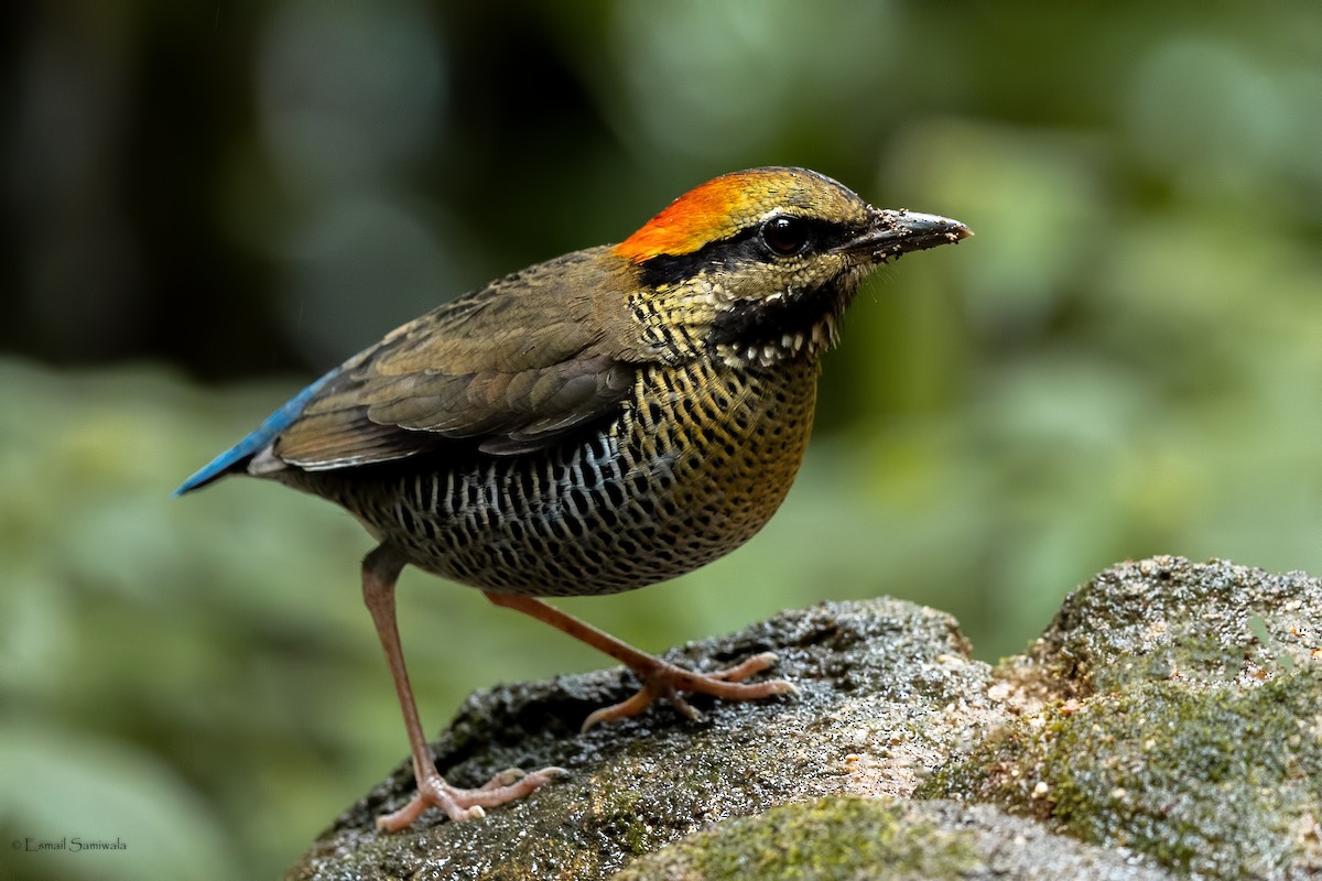 Blue Pitta - ML644314178