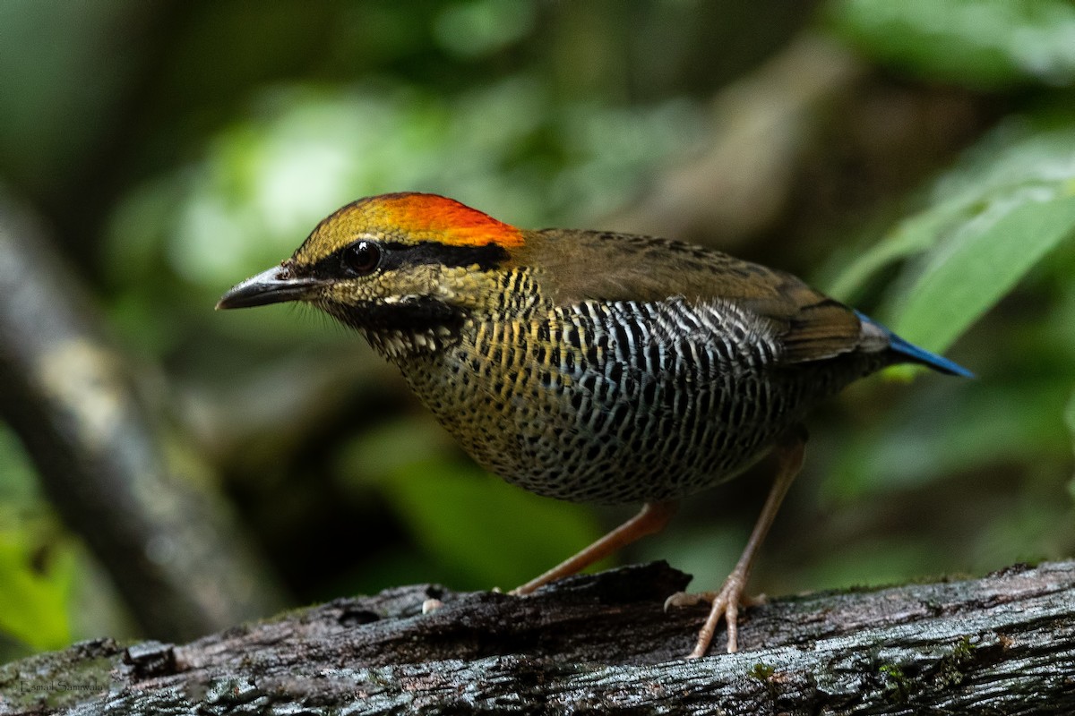 Blue Pitta - ML644314179