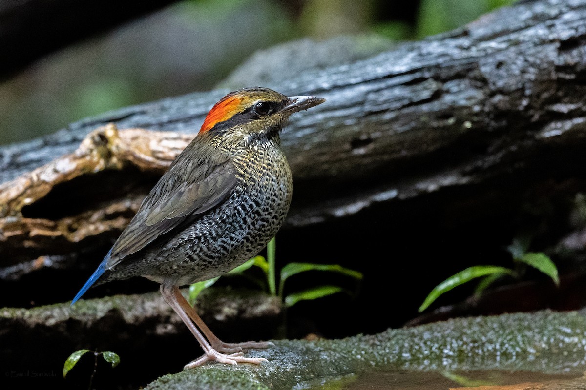 Blue Pitta - ML644314181