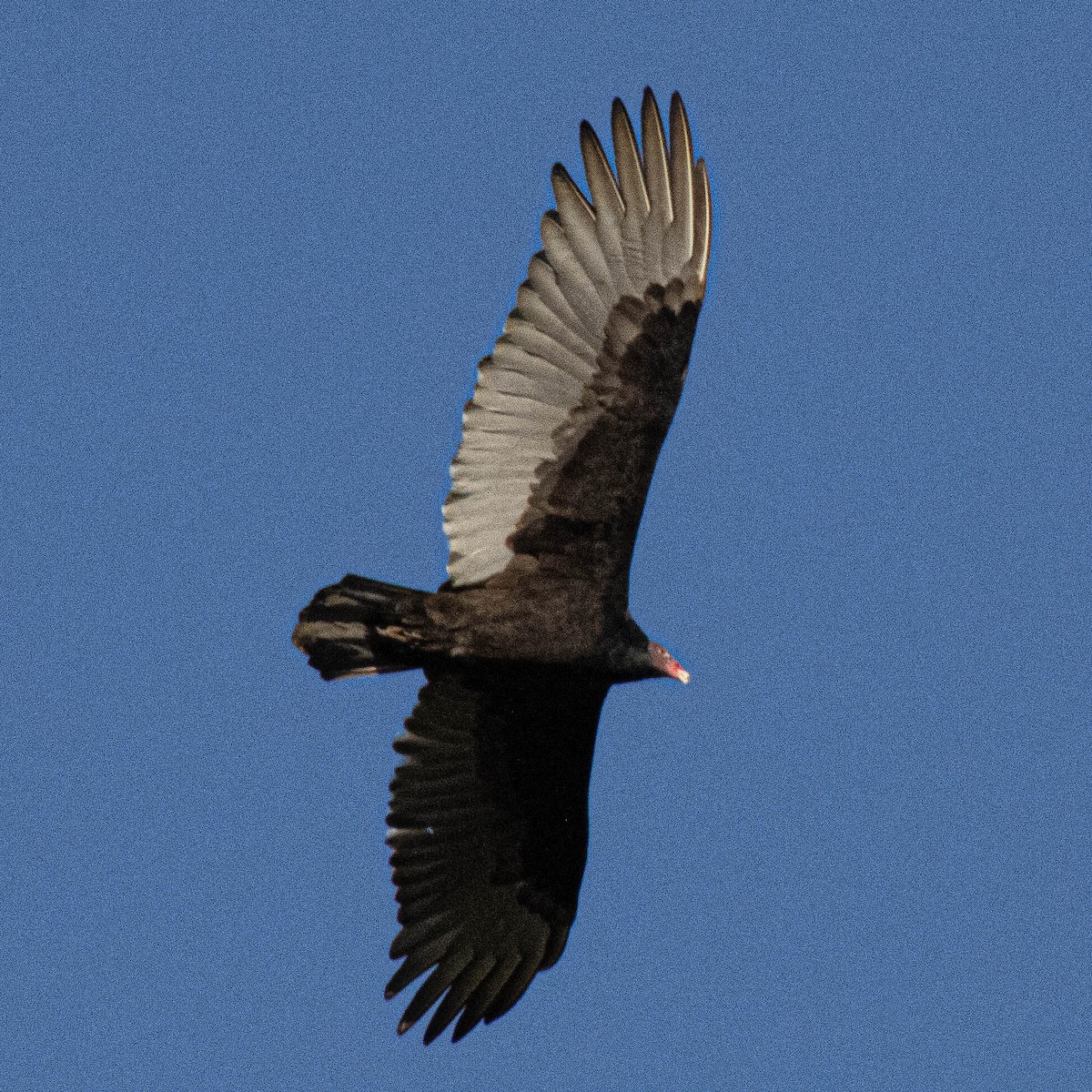 Turkey Vulture - ML644314190