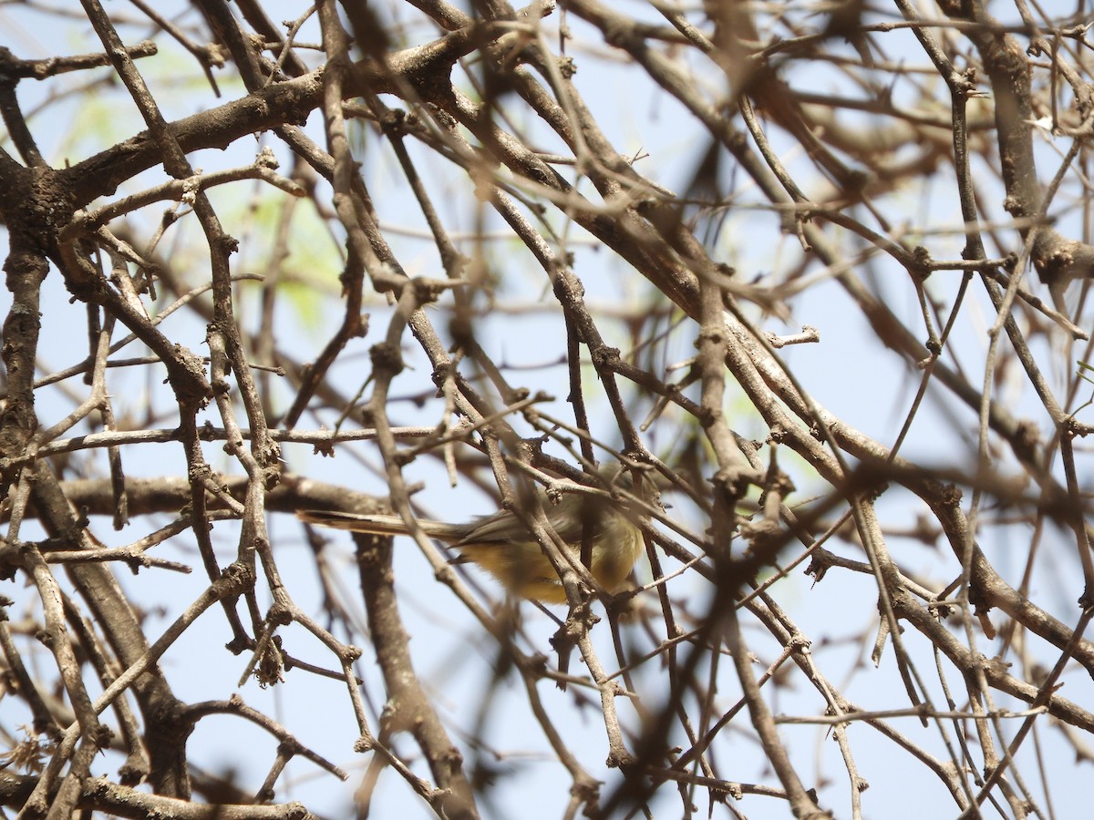 Titirijí Perlado - ML644314194