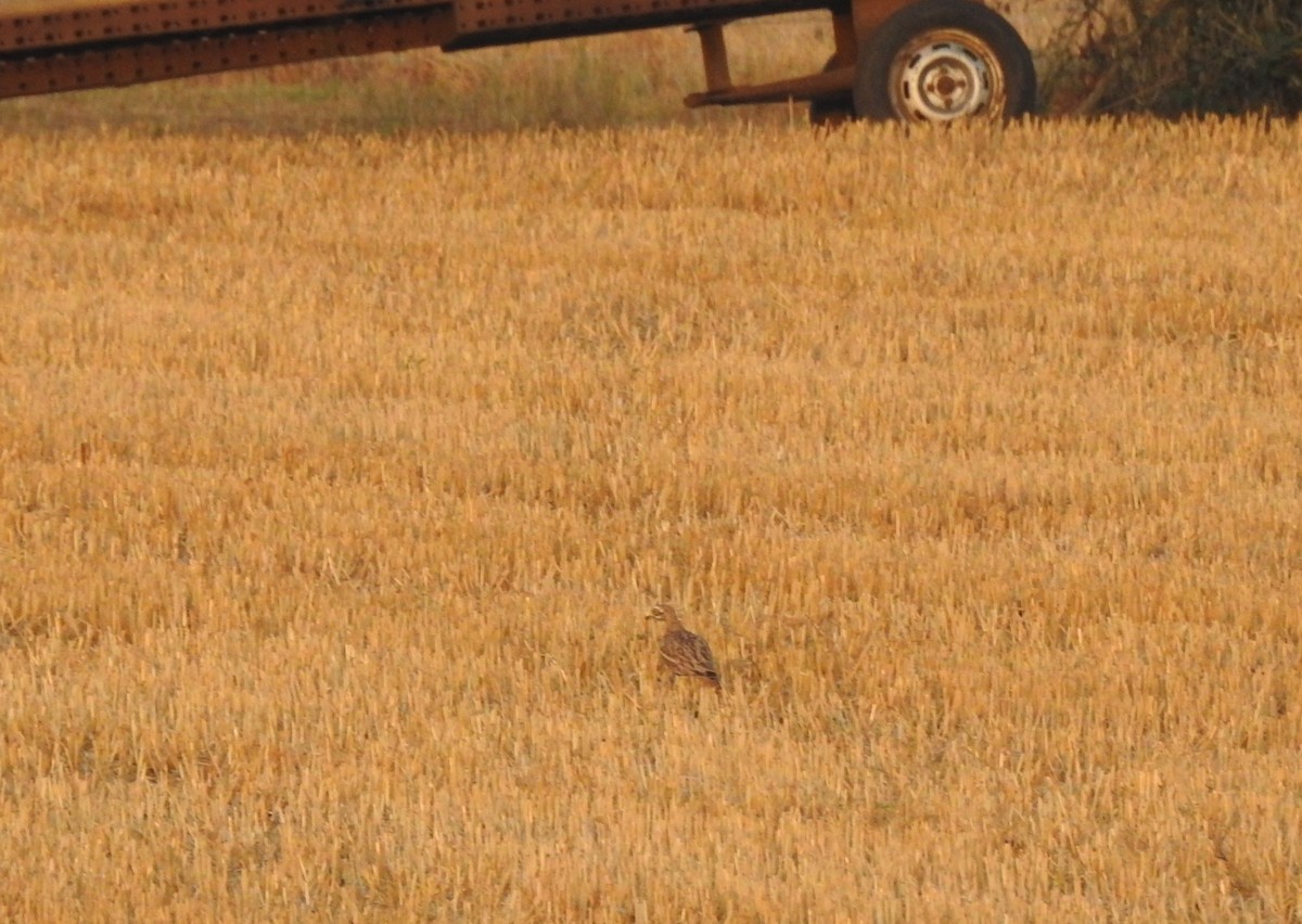 イシチドリ - ML644314196