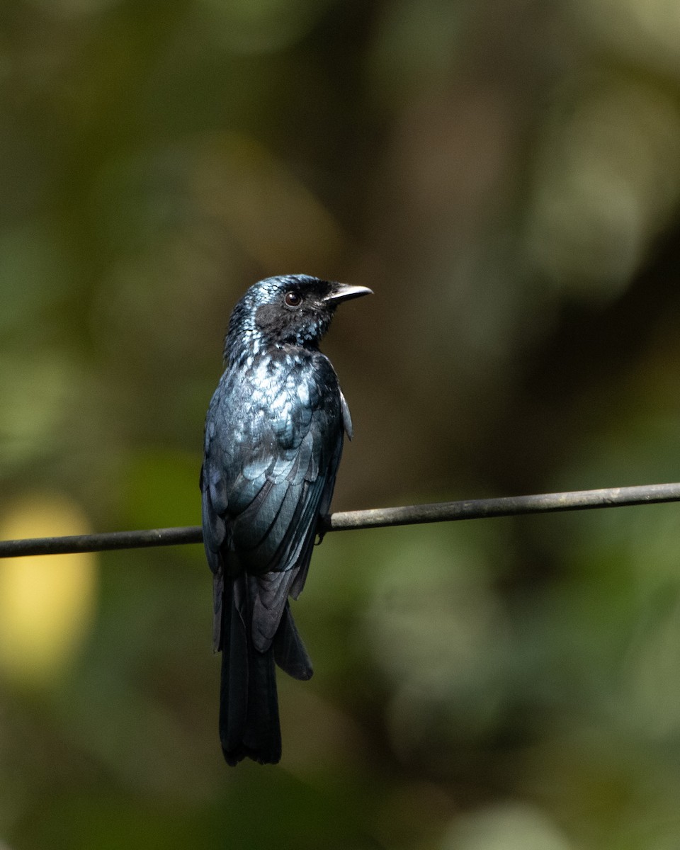 Bronzed Drongo - ML644314201